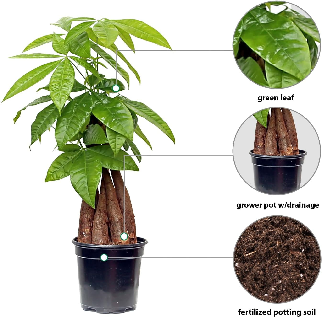 Live Money Tree, Pachira Aquatica, Good Luck Tree, Housewarming Gift for The First Home, Christmas Gift, Mother's Day Gift, Valentine's Gift for Her, Evergreen Indoor Plant in 4" Pot