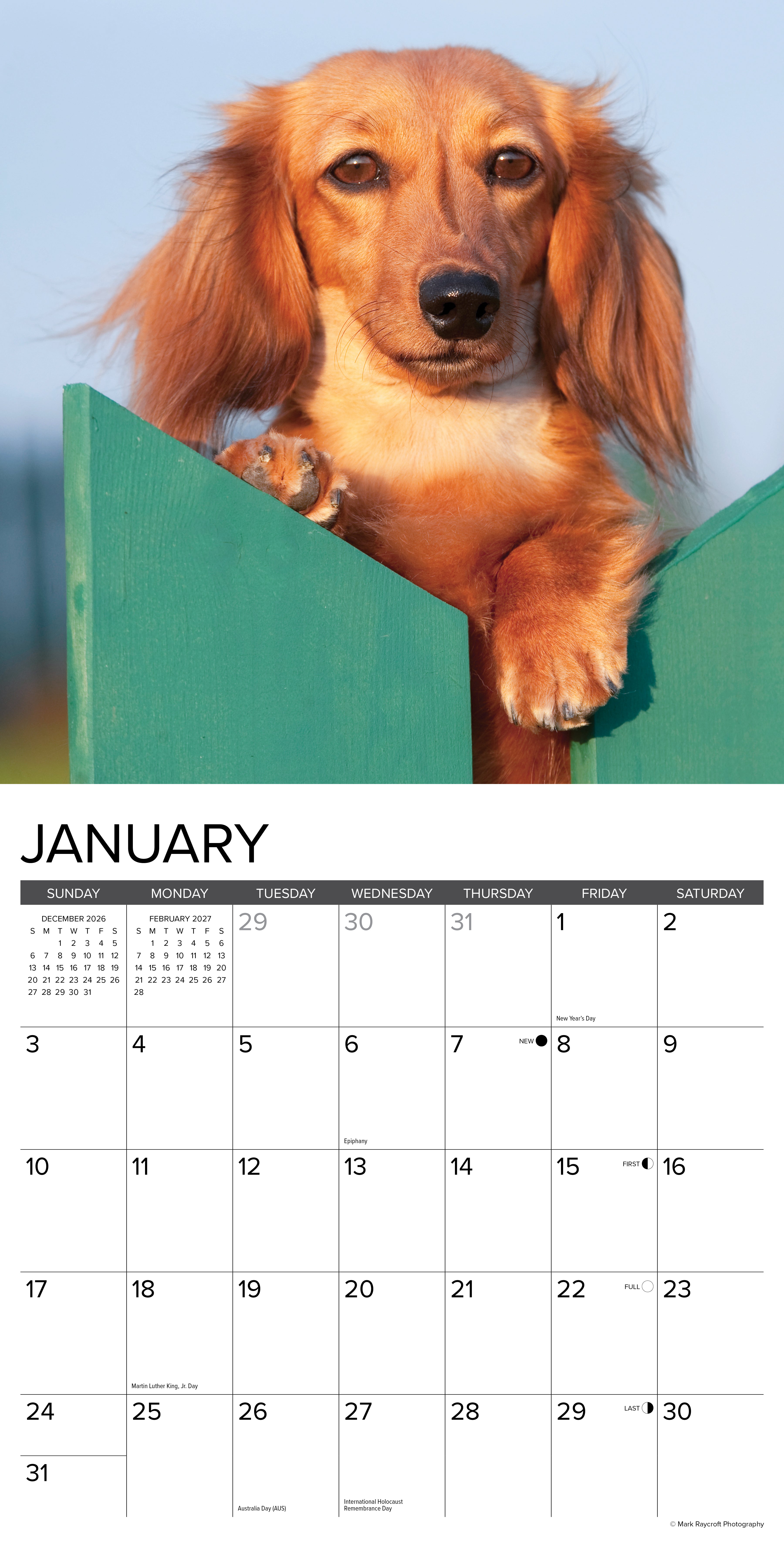 Willow Creek Press, Miniature Dachshunds 2027 Wall Calendar