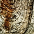 thumbnail image 2 of Vision Studio 12x12 Black Ornate Wood Framed with Double Matting Museum Art Print Titled - Natures Textures III, 2 of 4