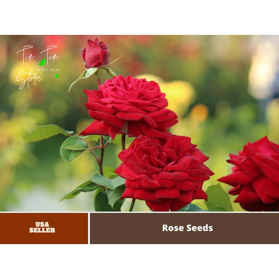 30 Rare Seeds-Mr. Lincoln rose seeds # 1055-Authentic Seeds-Flowers-Seeds-Rose seeds-Herb seeds-Vegetable Seeds-Mix Seeds for Plant- B3G1