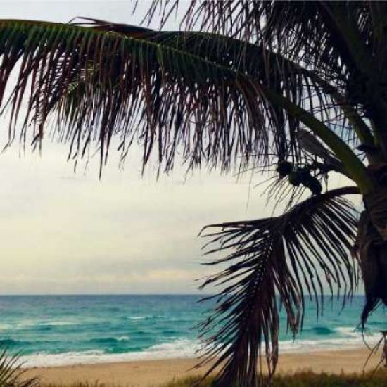 Posterazzi Palm and Beach Canvas Art - Lisa Hill Saghini (24 x 24)