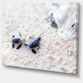 thumbnail image 2 of Baby Green Turtles on Sand - Oversized Animal Wall Art, 2 of 3