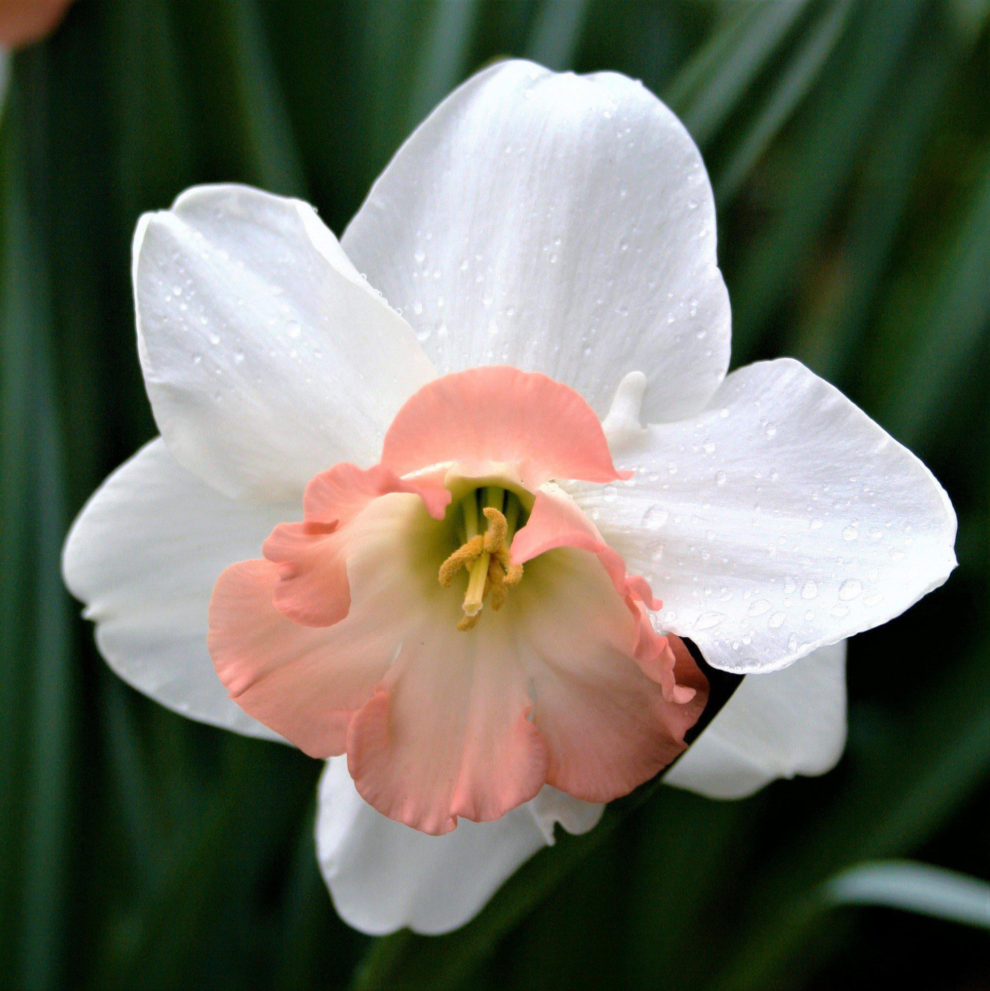 Narcissus Daffodil Precocious - Thumbnail 3