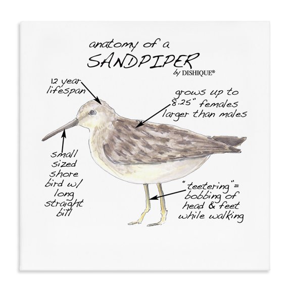 Stupell Industries Traditional Sandpiper Beach Bird Wildlife Learning Facts Chart Canvas Art, 17 x 17, by Dishique