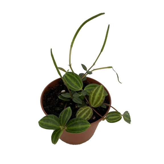 Beetle Peperomia angulata - 2.5" Pot