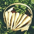 thumbnail image 2 of 210 Seeds| Early Harris Model Parsnip Seeds, - Authentic Seeds ~ GMO Free ~ Seeds~Flower seeds~Vegetable seeds~Asian Garden~Herbs B5G1 #7033, 2 of 5