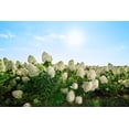 thumbnail image 3 of 2 Gallon Pee Gee Hydrangea, 3 of 6