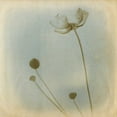 thumbnail image 3 of Jorgensen, Jennifer 20x20 Black Modern Framed Museum Art Print Titled - Faded Away I, 3 of 5