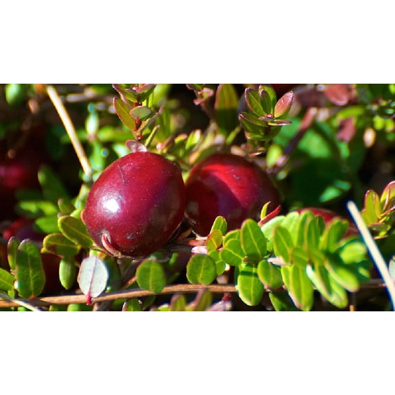 Ben Lear Cranberry Bush - Large / Early Fruiting - 3.25" Pot