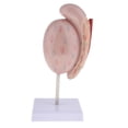 thumbnail image 4 of Modelo educativo 4D modelo de anatomía masculinoMédico sistema urinario órgano testículo modelo para fisiología educación ciencia est yotijar Modelo de órgano testicular anatómico, 4 of 7