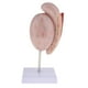 thumbnail image 4 of Modelo educativo 4D modelo de anatomía masculinoMédico sistema urinario órgano testículo modelo para fisiología educación ciencia est yotijar Modelo de órgano testicular anatómico, 4 of 7
