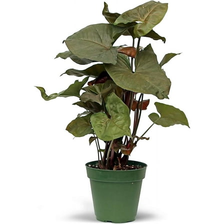 BLOSSOM BOOM GARDEN CENTER 10-12 in Syngonium Maria Allusion Live Plant in 4 in Pot