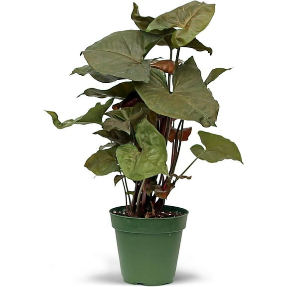 BLOSSOM BOOM GARDEN CENTER 10-12 in Syngonium Maria Allusion Live Plant in 4 in Pot