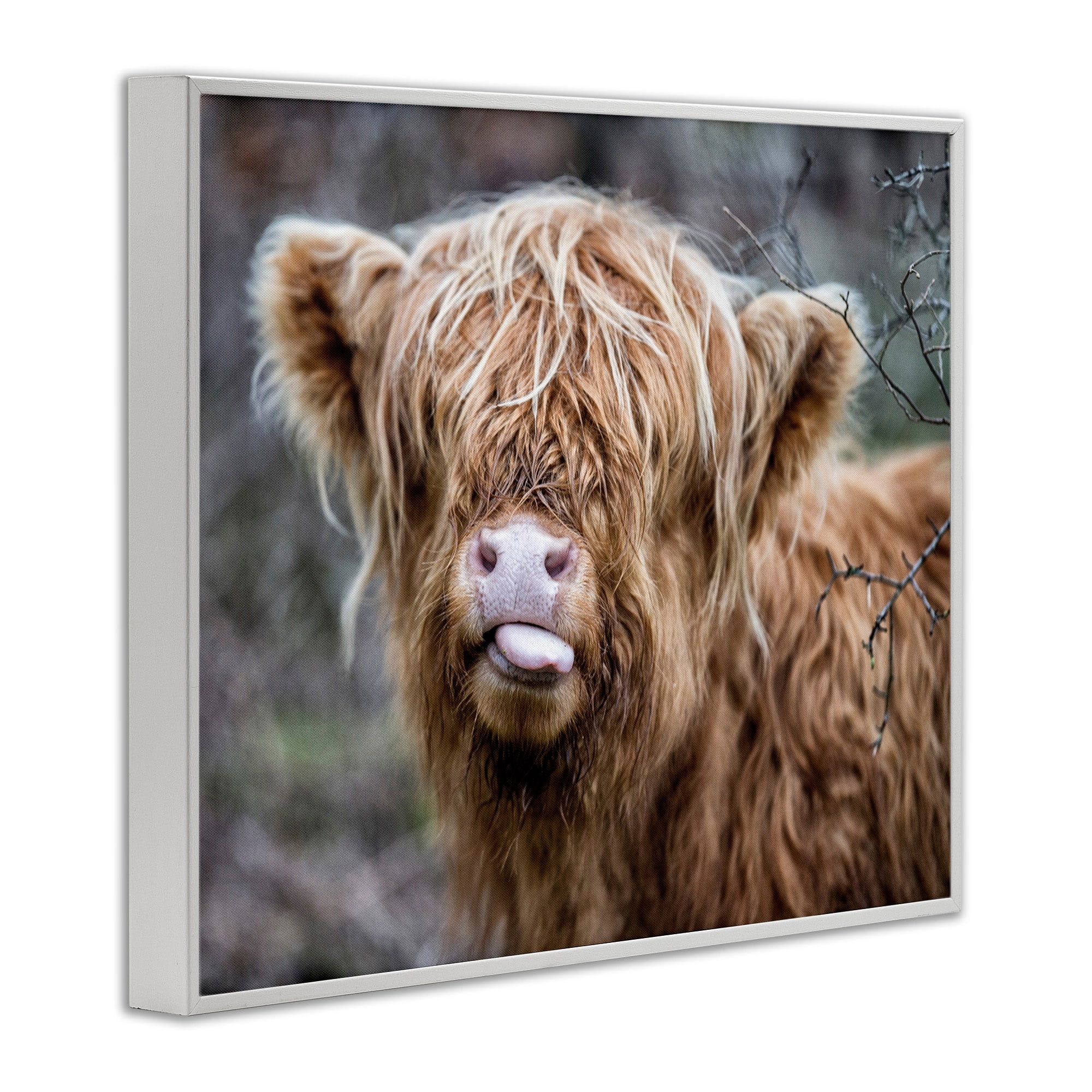 Stupell Industries Baby Highland Calf Cattle Licking Lips Country Farmland Photograph White Framed Art Print Wall Art, Design by James Dobson