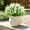 white, variant on Artificial Lavender Flowers 12 Bundles Fake Plants for Outdoor Patio Garden Decor 15 Inch Faux Monkey Grass for Porch Indoor -Purple