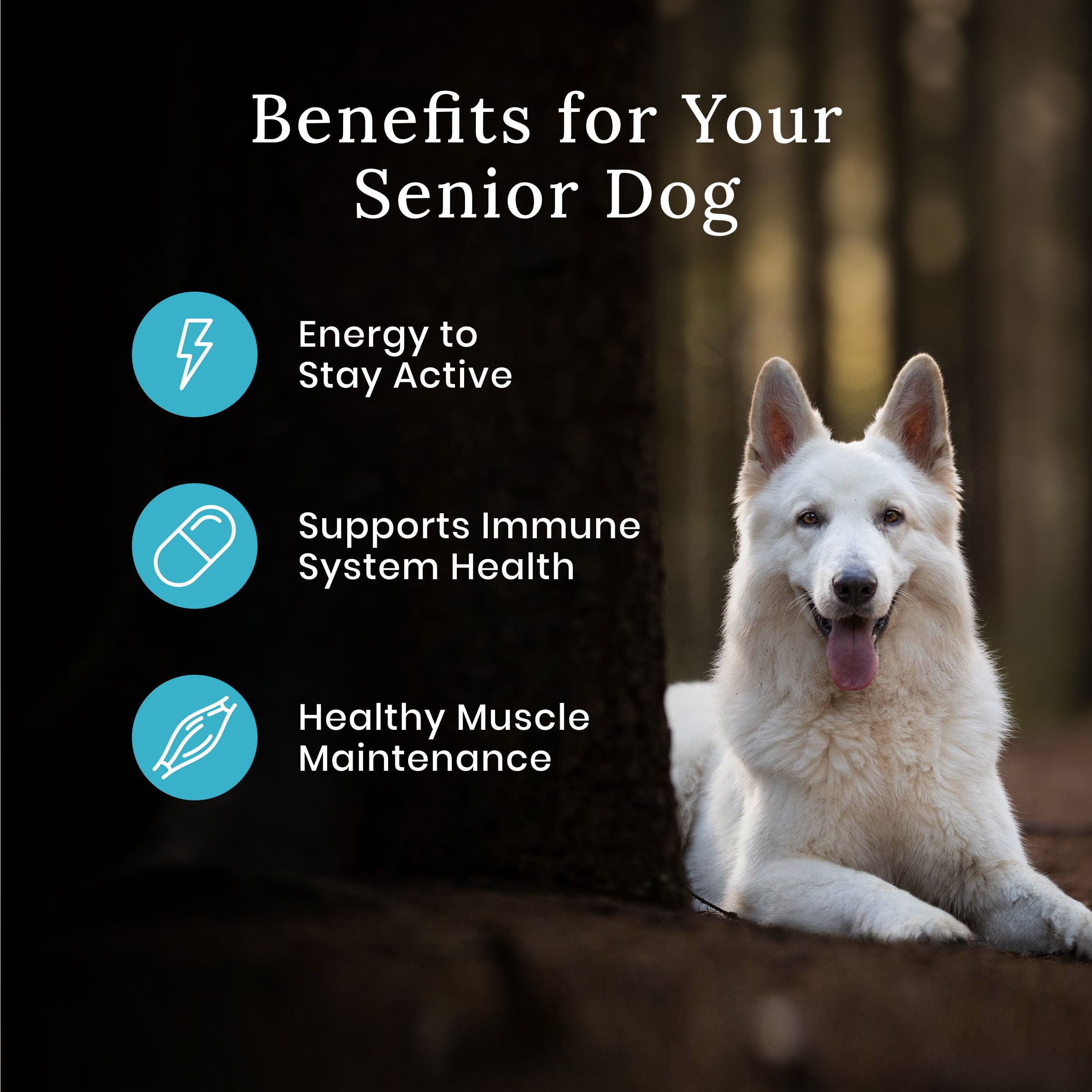Senior Dog Essentials: Everything You Need for Older Dogs – Heads