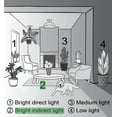 thumbnail image 5 of Live Parlor Palm Plant - Pet Safe - 4" Decorative Pot Cover - Thorsen's Greenhouse, 5 of 5