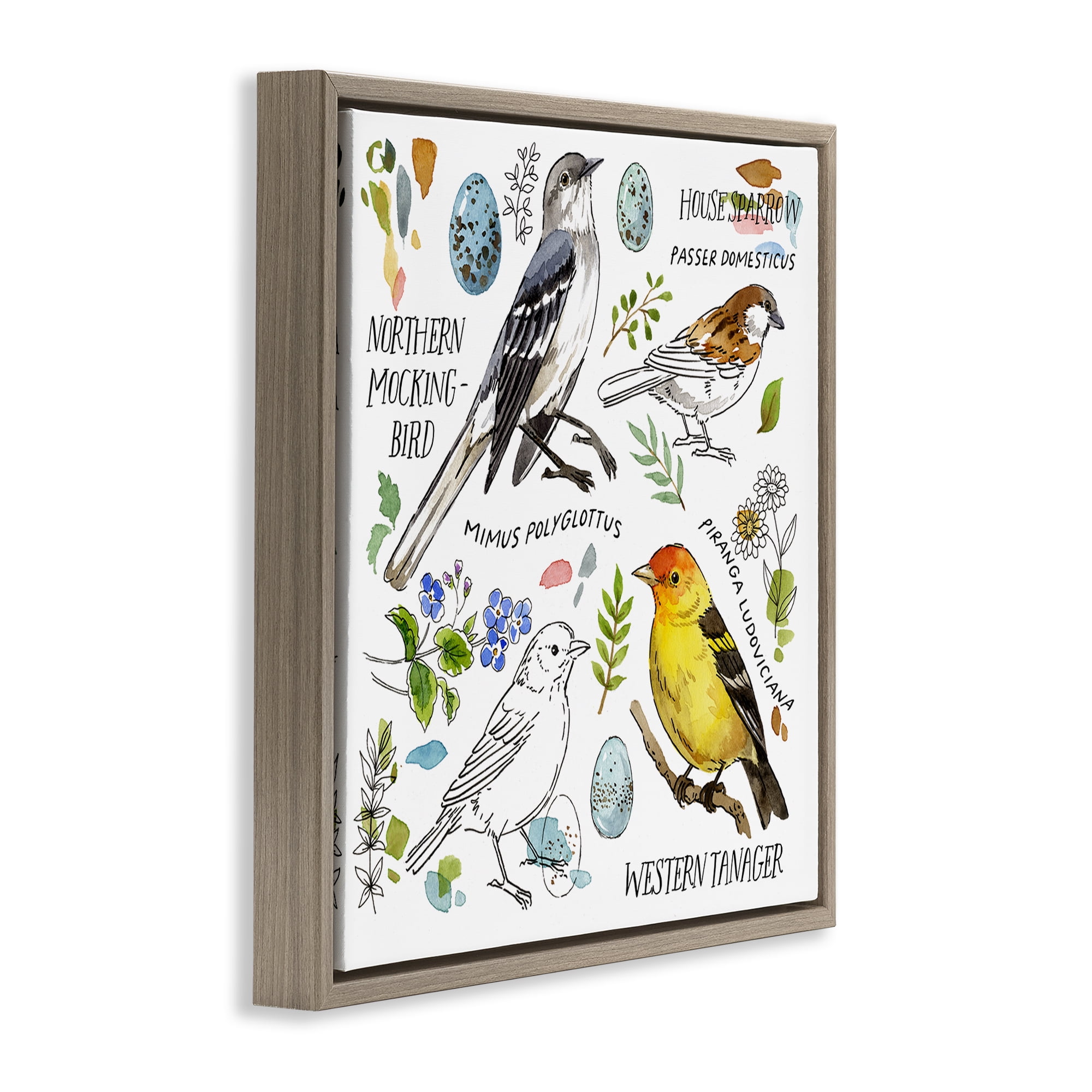 Stupell Industries Local Bird Diagram Animals Painting Brown Floater Framed Canvas Art Print Wall Art, 18 x 18