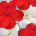 thumbnail image 2 of Outsidepride Impatiens Red White Mix - 200 Seeds, 2 of 5