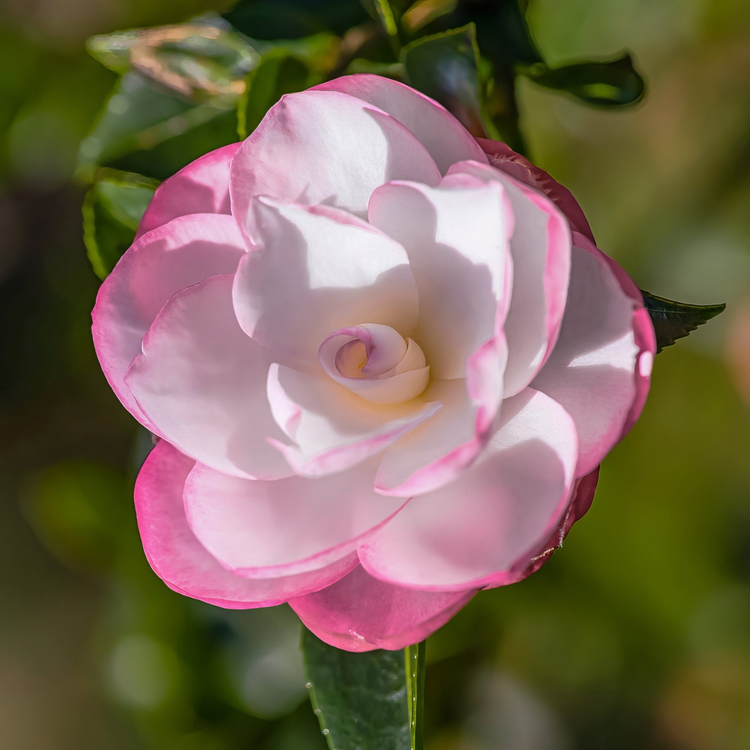 National Plant Network 1 gal. Camellia Sasanqua Leslie Ann Shrub