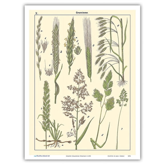 Grasses Gramineae (Poaceae) - Barley Rye Wheat and Corn Silk - Vintage Botanical Illustration c.1895 - Master Art Print (Unframed) 9in x 12in