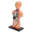thumbnail image 1 of Human Body Model Toys, 7 Removable Parts Kids Human Anatomy Model  For School, 1 of 8