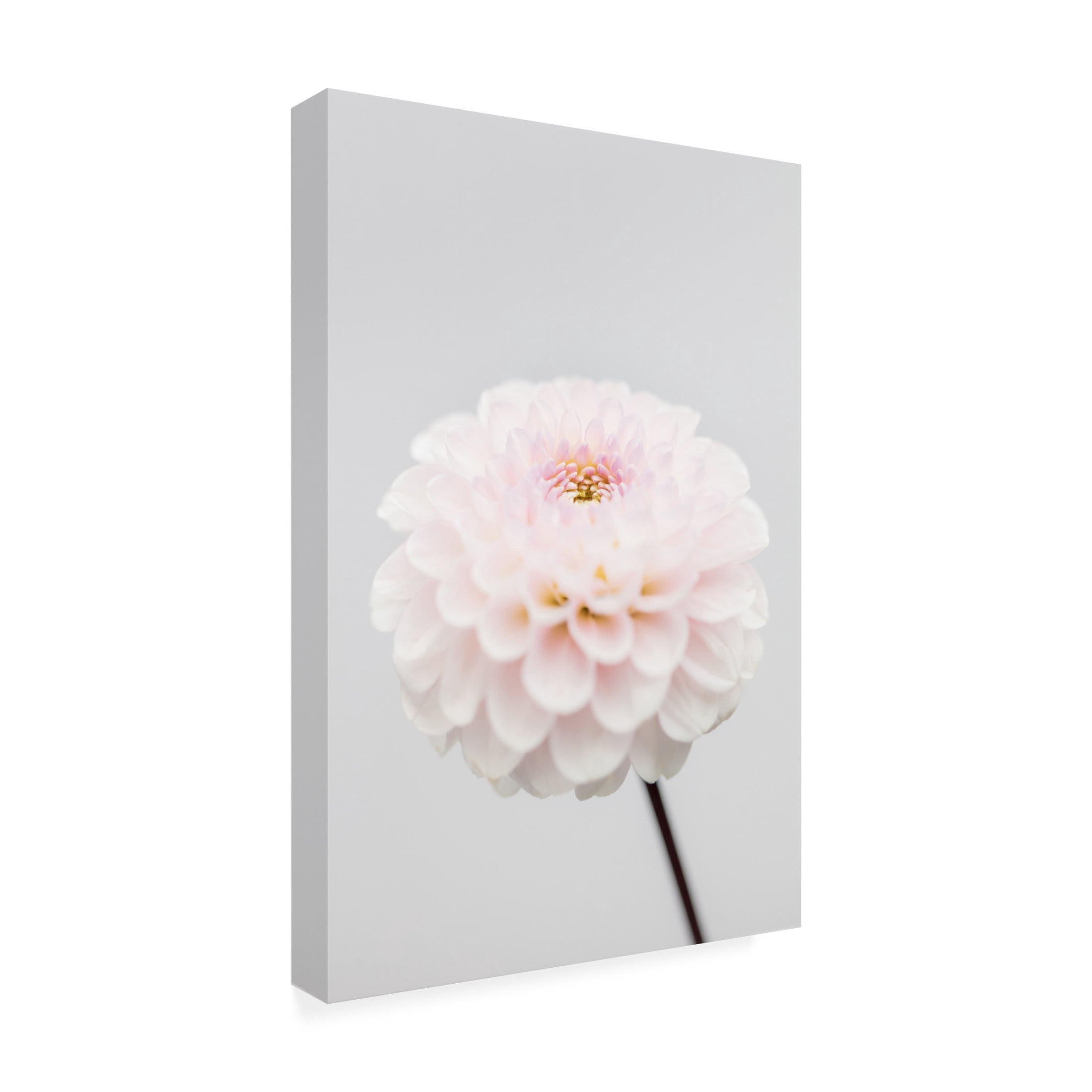 Trademark Fine Art Pictufy Studio Pink Flower No3 Canvas Wall Art