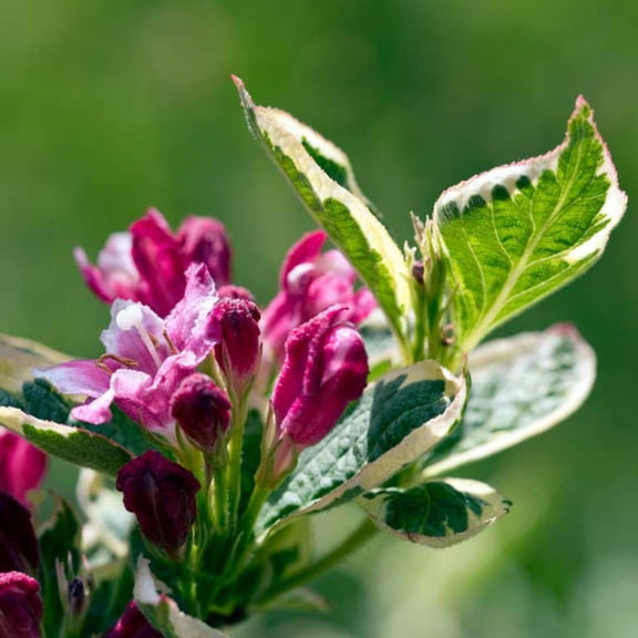 Variegated Weigela Live Shrub – Pink Flowering Plant, Green & Cream Foliage, Full Sun Outdoor Bush– 2 Gallon