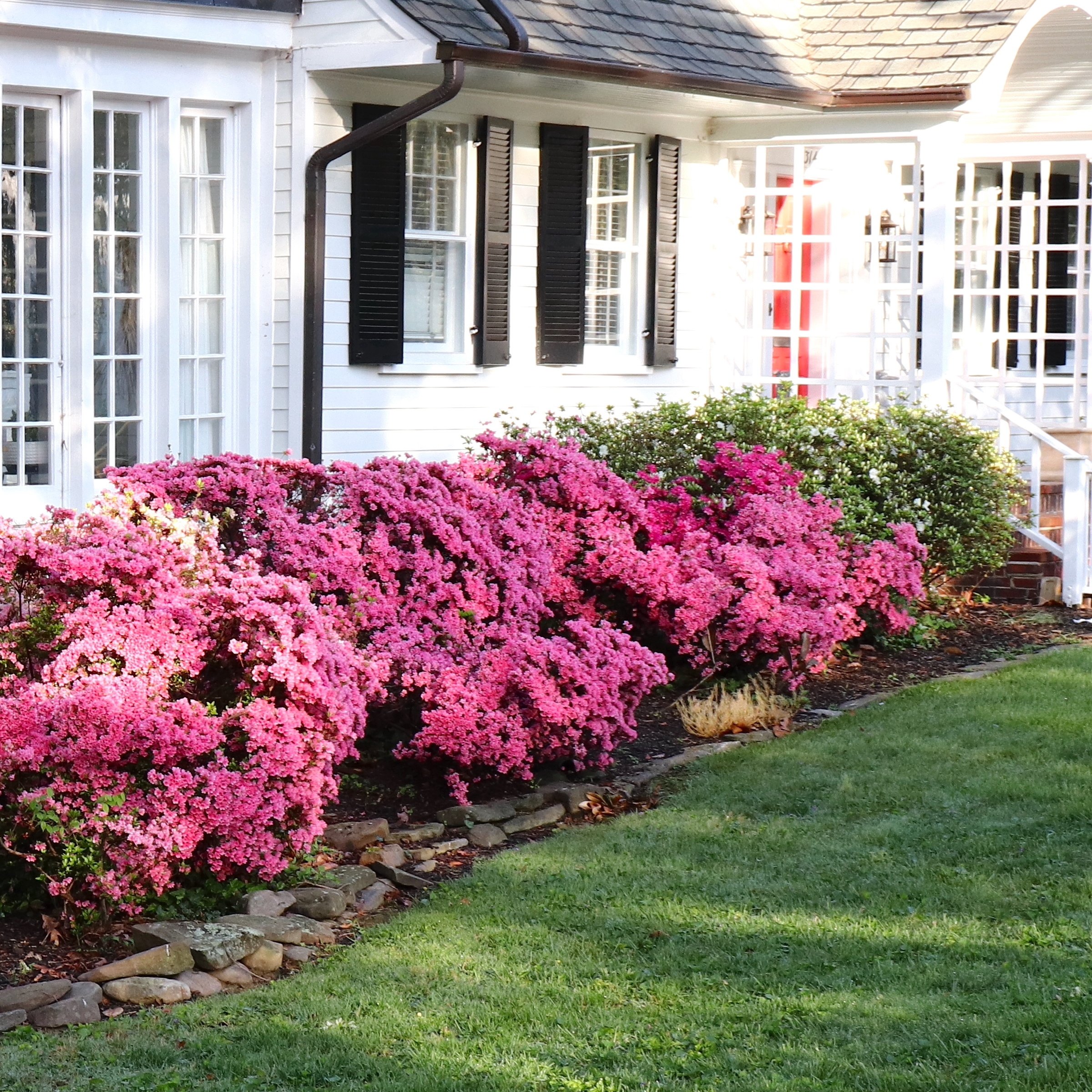 3 gal. Azalea Chinzan Flowering Shrub with Pink Blooms