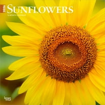 Sunflowers | 2026 12x24" (Hanging) Square Wall Calendar | Plastic-Free