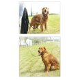 thumbnail image 3 of Correa larga con asa acolchada para perros ACTIVE 10M negro, 3 of 3