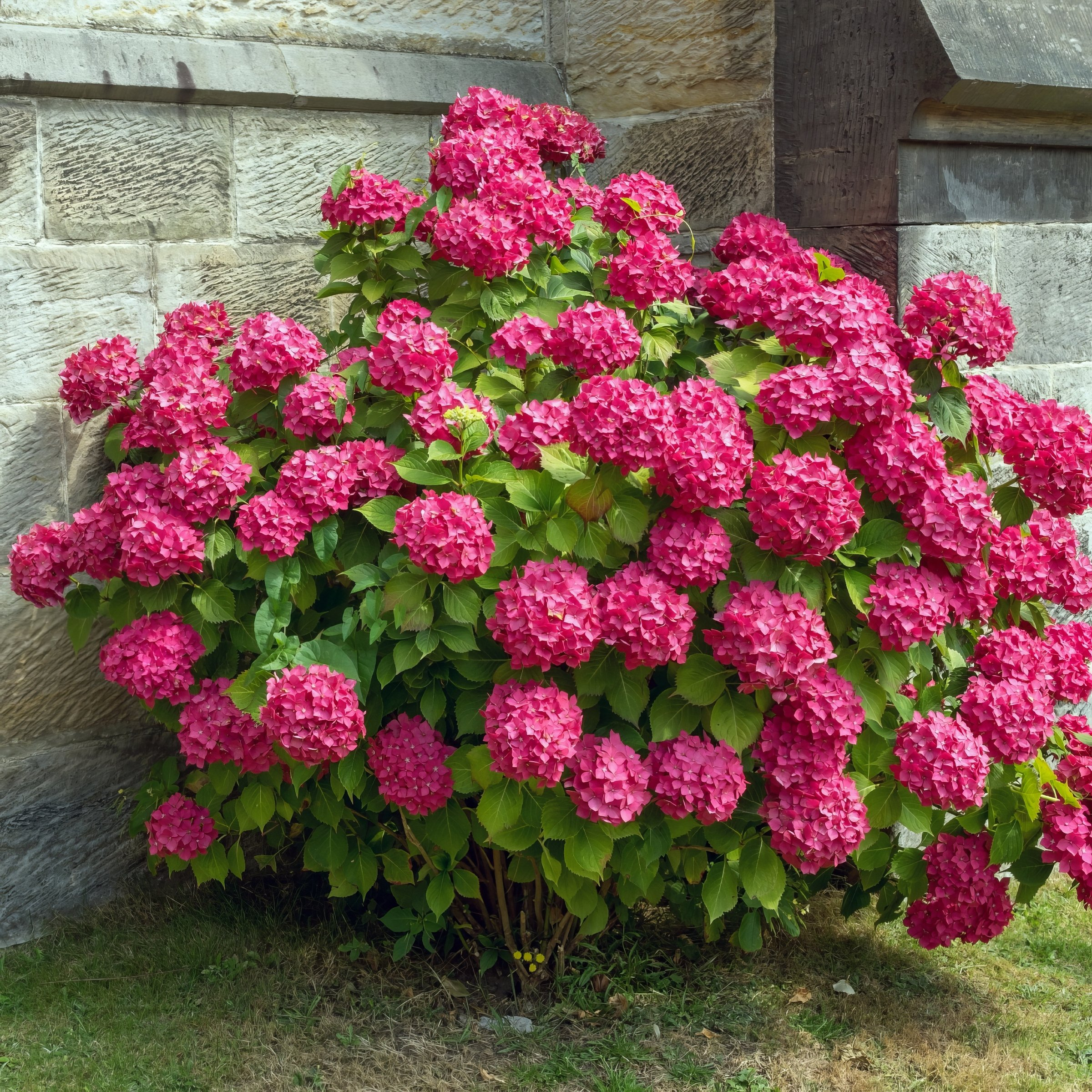 National Plant Network 3 gal. Hydrangea Merritt's Supreme Pink Live Shrub
