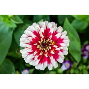 100 ICE QUEEN ZINNIA Elegans Bicolor Double Pink Red White Flower Seeds