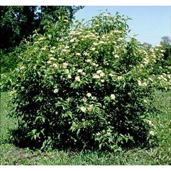 4 Silky Dogwood Trees Bareroot 18-30 inches