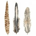 thumbnail image 2 of McCavitt, Naomi 26x26 White Modern Wood Framed Museum Art Print Titled - Watercolor Plumes I, 2 of 4