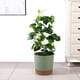 thumbnail image 2 of Paquete de 8 Platillos Transparentes para Plantas, Platillos de Plástico para Plantas de 10 Pulgadas, Bandeja para Plantas Más Gruesa, Maceta para Jardín Interior y Exterior, 2 of 5