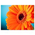 thumbnail image 2 of Orange Daisy Gerbera Flower Close up - Flowers Canvas Wall Artwork, 2 of 3