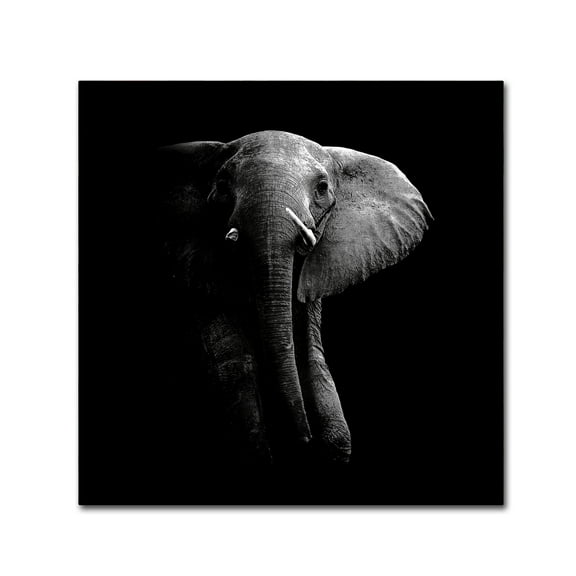 Trademark Fine Art 'Elephant' Canvas Art by WildPhotoArt