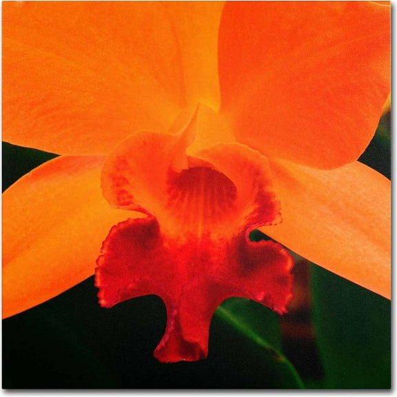 Trademark Fine Art "Brilliant Orchid on Fire" Canvas Art by Kurt Shaffer