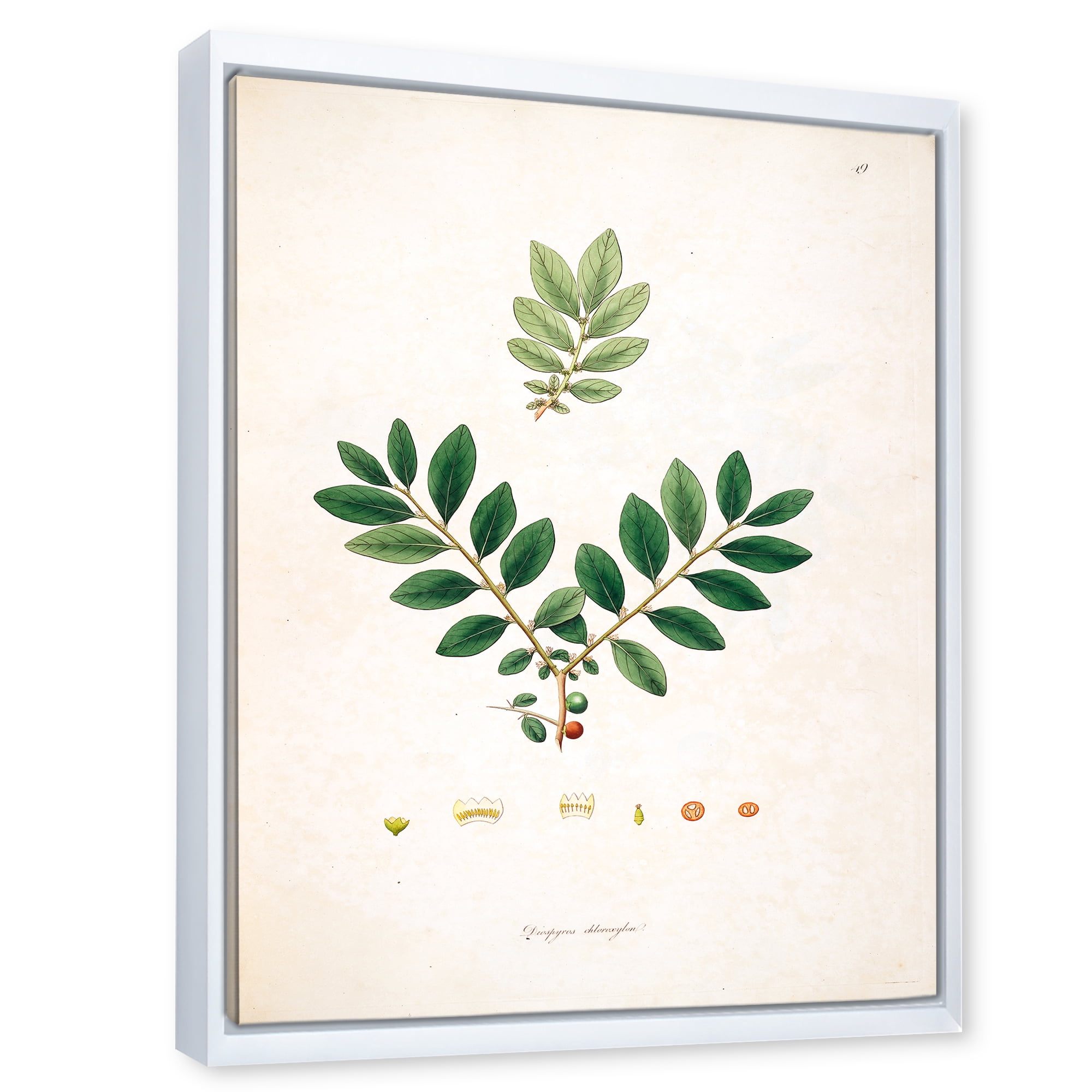 Designart 'Ancient Plant Life XIV' Farmhouse Framed Canvas Wall Art Print