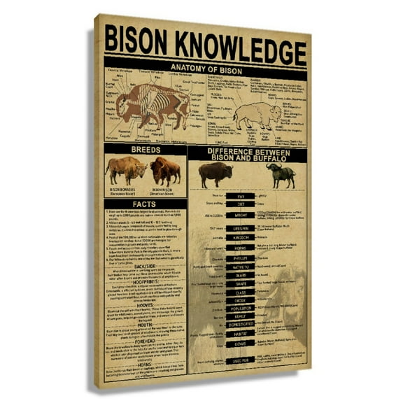 Bison Wall Art Knowledge Poster Educational Wall Art Infographic Poster Decor Painting for Living Room Decorations for Home Canvas Artwork for Office Unframed 12×18 in