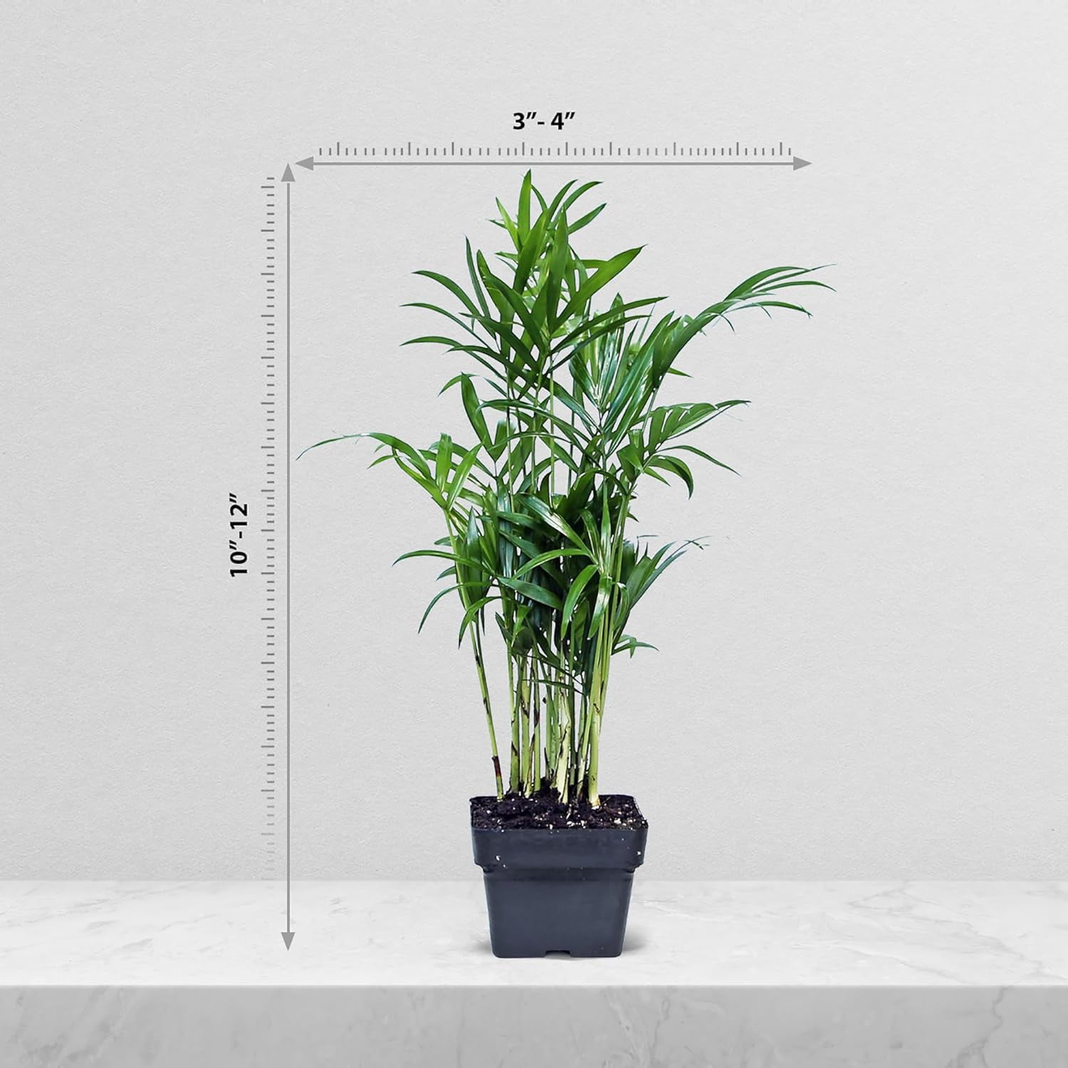 12 Pack Live Parlor Palm, Chamaedorea Elegans, Neanthe Bella, Indoor Potted Houseplant, Christmas Gift for Co-worker, Plant Mom Dad Gift, Live Decor, Birthday Gift in 3" Pot