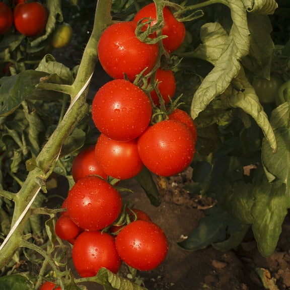 Tomato Seeds - Gardener's Delight - 500 Mg Packet ~135 Seeds - Solanum lycopersicum - Farm & Garden Vegetable Seeds - Non-GMO, Heirloom, Open Pollinated, Annual