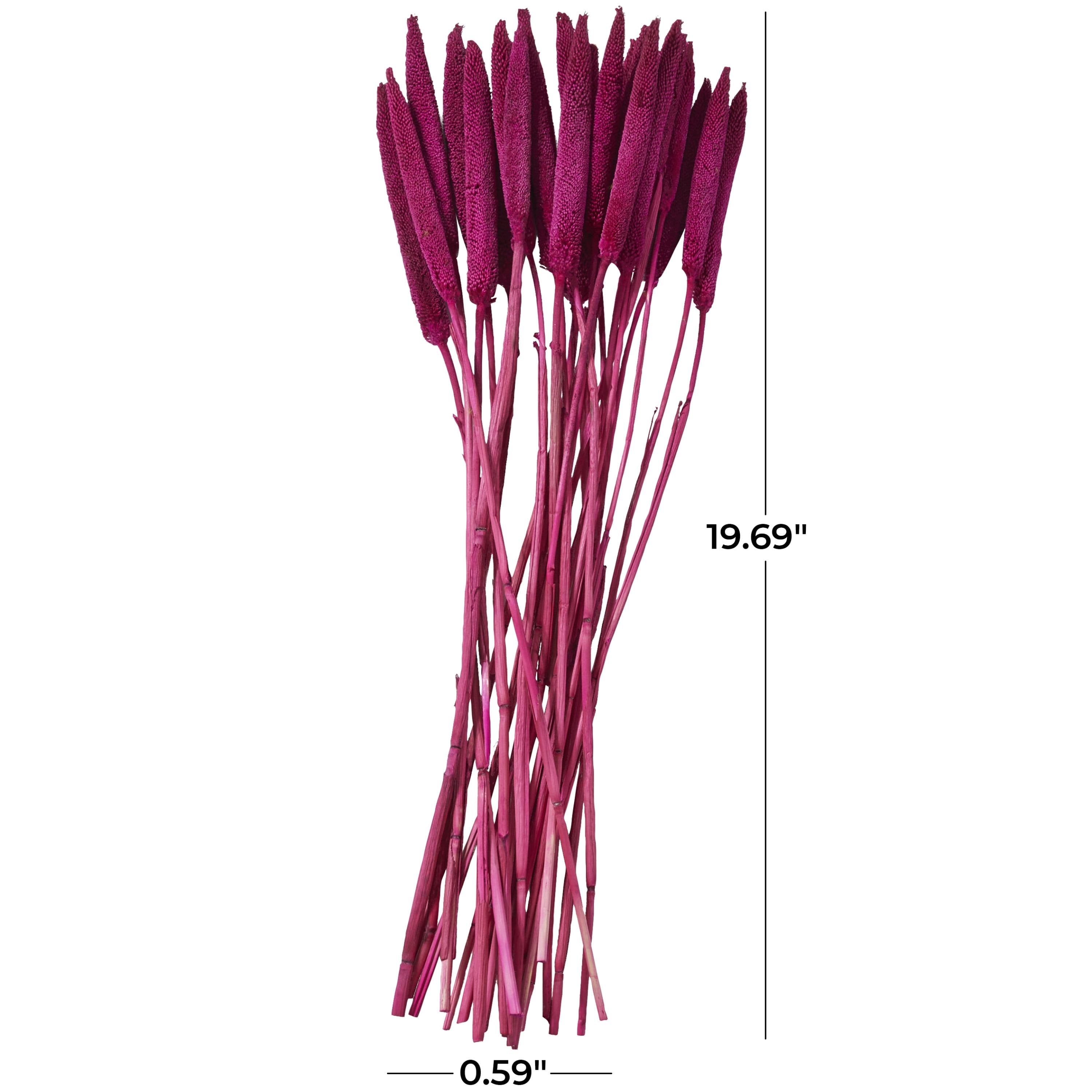 20" Dried Plant Natural Foliage Bunny Tail Bouquet with Long Stems, by DecMode