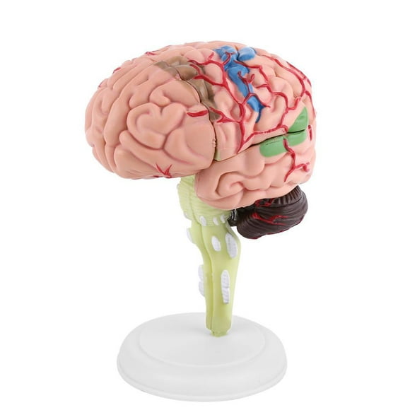 TOPINCN 1pc Disassembled Anatomical Human Brain Model Medical Teaching Tool Toy,Brain Model, Anatomical Model