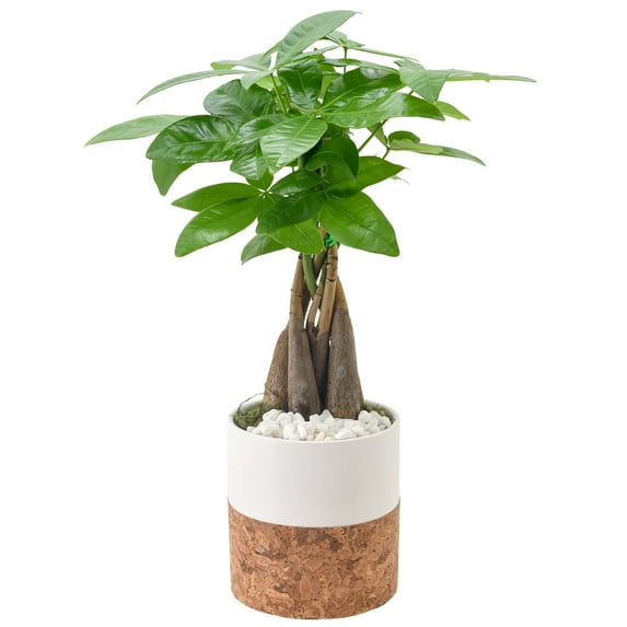 Arcadia Garden Products Live Money Tree in 4.5" Cork Pot Round, White