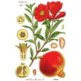 thumbnail image 2 of CafePress - Vintage Pomegranate Throw Blanket - Soft Fleece Throw Blanket, 50"x60" for All Ages, 2 of 5