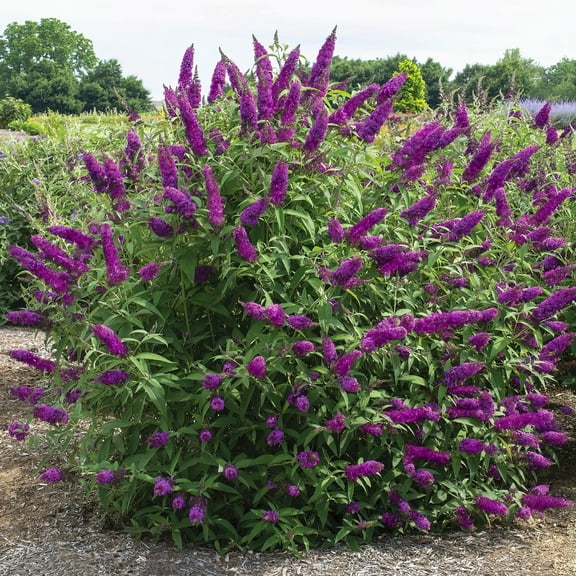 National Plant Network 3.25 in. Live Shrub Buddleia Butterfly Bush Royal Razz with Full Sunlight (3-Pack)