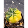 thumbnail image 6 of Gymnocalycium Damsii Variegated Cactus, 6 of 9