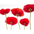 thumbnail image 2 of Frank, Assaf 32x25 Gold Ornate Wood Framed with Double Matting Museum Art Print Titled - Five Poppies, 2 of 4